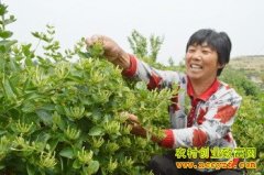 ɽ�������ż������ֽ�����һ�����һ��ǧ