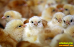 ������߳����ɻ��ʣ��״�����߳����ɻ���