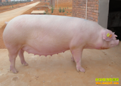 �ļ�����������ô��