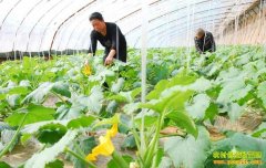 ���ɹŶŶ����شԾ���ֲ�����߲˴��������¸���С��