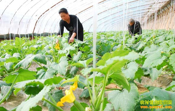 ���߲˸硱�Ծ���ֲ�����߲˴��������¸���С��