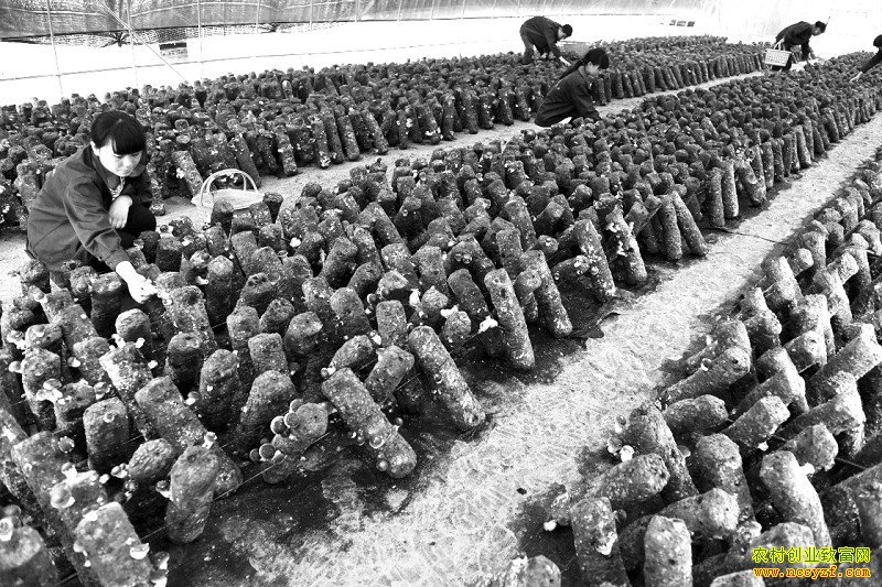 ������������ˮ���´���Ԭ�Ҵ�ũ����Ģ����ֲ���ز�ժ�㹽