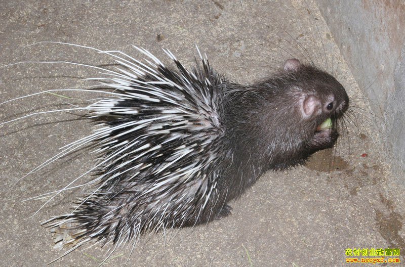 ���Ͼ���������ֳ����ÿֻ��׬2000Ԫ