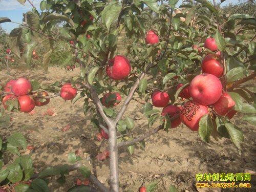 ɽ���������΢������ƻ���� ������һ������԰��