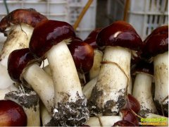 �Ĵ�����Ҷ�������紴ҵ��Ģ���ŷ��¸���