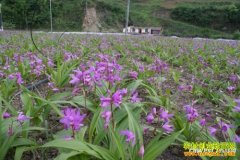 ����ʯȪ��ܸ�������淼��ֲ��ܸ��������¸�