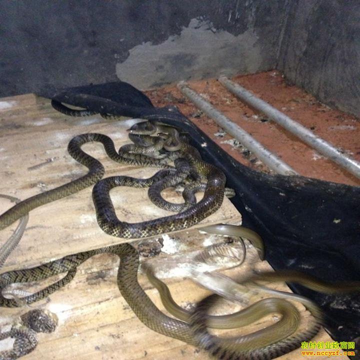 ����������׳������10����ˮ�������ֵ3000��