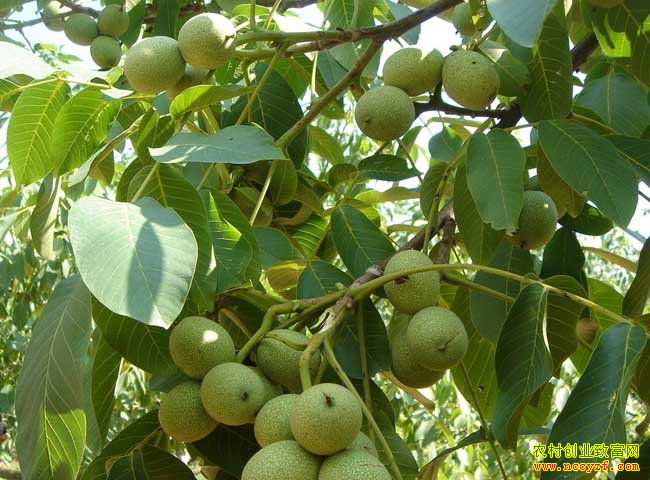 ��ֲ���һ�������8440Ԫ �ɲ���ũ���¸�����Ŀ