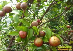 ���ݽ�������ϵ���Ͳ���ֲ��ũ���¸�����Ŀ