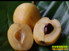 [ÿ��ũ��]�Ĵ����������Ĺ�������������