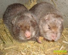 [ÿ��ũ��]���������������������������ֳ