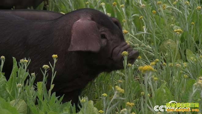 [�¸���]�Ĵ���Ԫ���е���ֳ��������2000��Ԫ