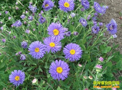 ����ǿ���ҩ����ֲ��400ũ���¸�