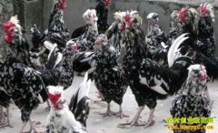 ɽ����Ȫ80��С���ά����ֳ����������������ҵ��