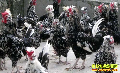 ɽ����Ȫ80��С���ά����ֳ����������������ҵ��