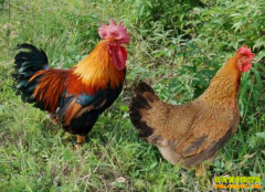 �����¸����ı��鵾�������ÿ��¸���