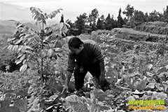 �����ϴ�Τ���ĺ�����������������Ч���