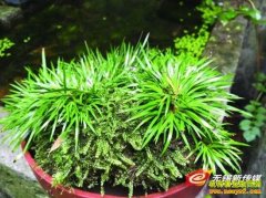 ������ֲǰ�������ѳɳ�Խ������³�ֲ��