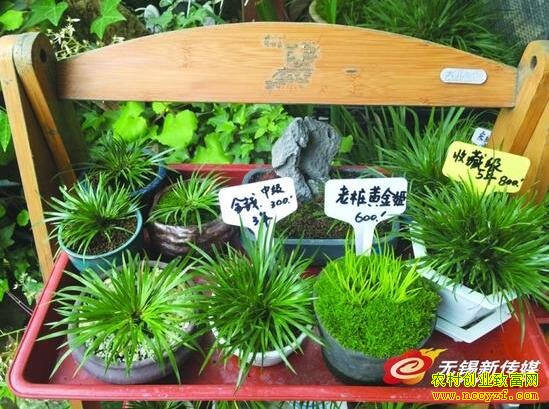 ������ֲǰ�������ѳɳ�Խ������³�ֲ��