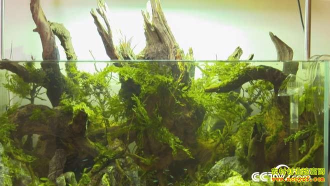 [��ɫʱ��]����������ʲô �����ֲ��������