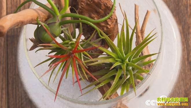 [��ɫʱ��]����������ʲô �����ֲ��������