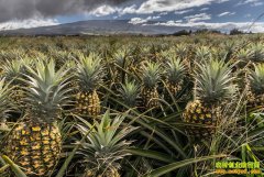 [�۽���ũ]�㶫���Ų��ܼ۸񱩵��ı���