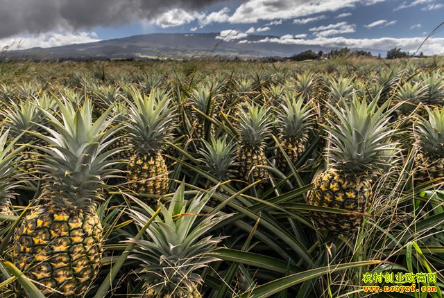 [�۽���ũ]�㶫���Ų��ܼ۸񱩵��ı���