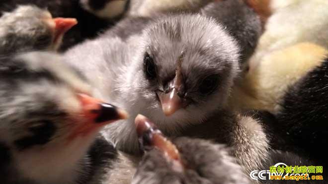 [�¸�������]�Ĵ��ന������Ϊ�һظ��׵����Ŵ�ҵ������