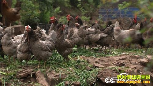 [�¸���]�Ĵ��ന��������ҵɢ����������400��