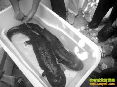 ������۸񱩵� �����ƴ�λ����������Ȼ׬Ǯ