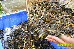 �������ϳ³���������׬Ǯ����135��Ԫ