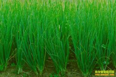 ��������ũ����ֲ�ļ�������ߺ��¸�