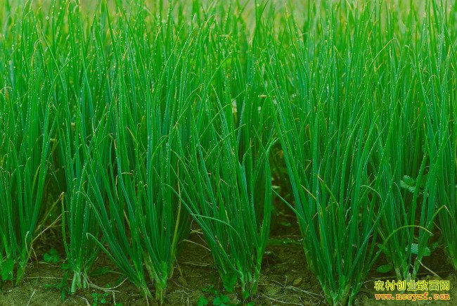 ��������ũ����ֲ�ļ�������ߺ��¸�