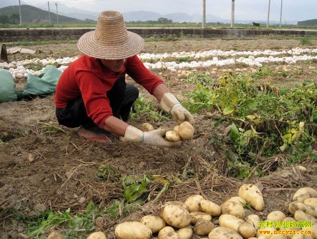 ���ݱϽڡ��������������ƴ���ֲ������ũ�¸�