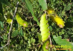 [ÿ��ũ��]�������⣺����������ֳ���Ϻ��¸�