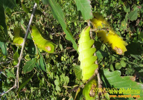 [ÿ��ũ��������]�������⣺�������ٷ������Ϻ��¸�