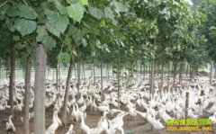 ɽ������������������������ǰ����