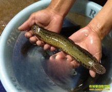 �������ݸ�������ֳ̨��������ҵ�¸�