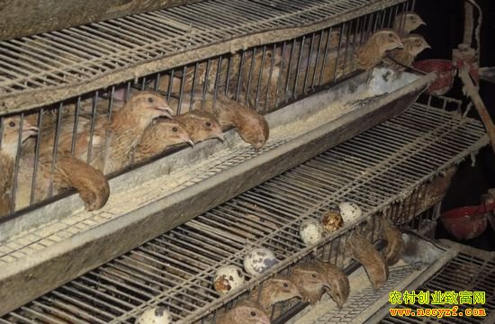 ����֯���ź�÷���紴ҵ������������ũ�¸�