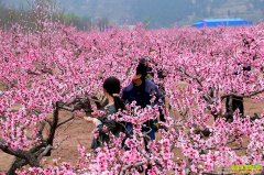 [ũ�����]�Ĵ���ԴƬƬ�һ����ǲ� ���������¸�����Ŀ