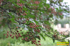 ��ֲ��������ɽ������ũ���¸���ҡǮ����