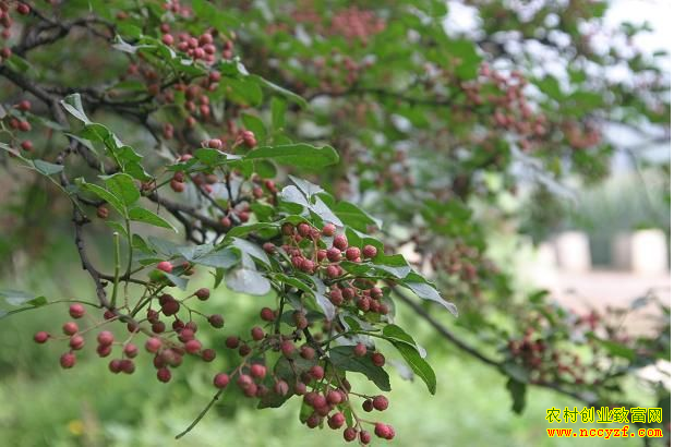 ��ֲ��������ɽ������ũ���¸���ҡǮ����