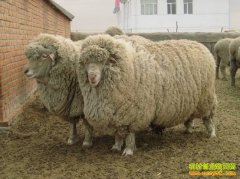 ���ɹ��������1ֻ���ڴ��������1ֻ��β���׬400Ԫ