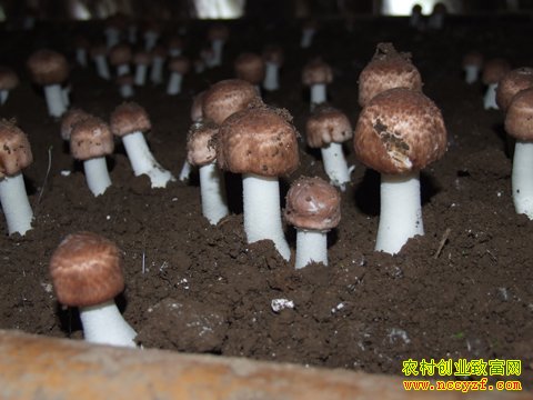 ������������Ȫ�ո������� Ķ��Ч�����Ԫ