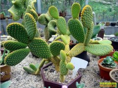 ��������ֲǰ�������������ơ��������г��ռ��