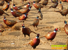 ����ǭ������ΰ��ֳҰɽ��׬Ǯ�¸�