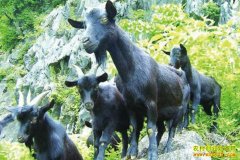 ������ˮ�޵¸����紴ҵ��ֳ��ɽ����¸�