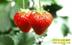 �����ֲ���Բ�ݮ�����Բ�ݮ��ֲ����