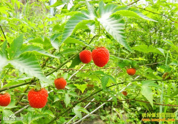 �㽭�������򶫻�ɽ��ֲ�����������¸�·