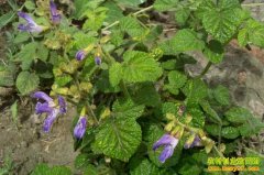 ɽ�����������ֲ����ÿĶ����3000��Ԫ